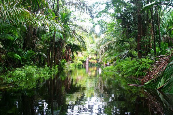 Find Tranquility in Tortuguero, Costa Rica