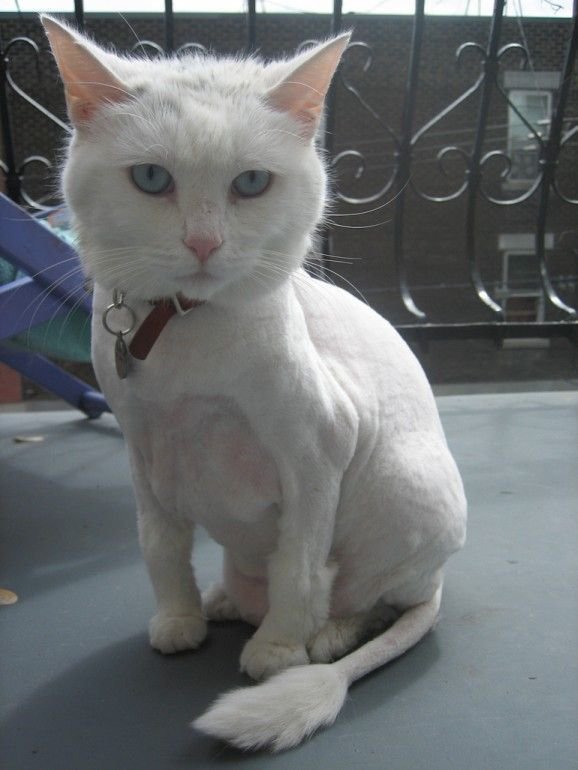 11 Cute Pictures of Shaved Cats... Lifestyle