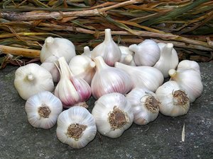 Garlic