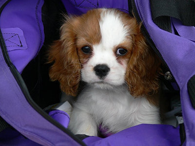 Cute Cavalier...