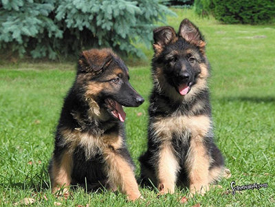 German Shepard Snugglers...