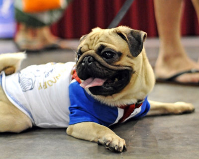 Sporty Pug...