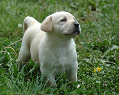 Sweet Lab Puppy...