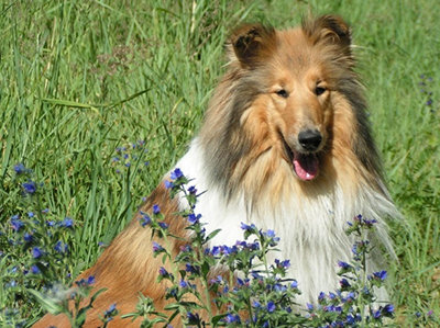 Sweet Sheltie...