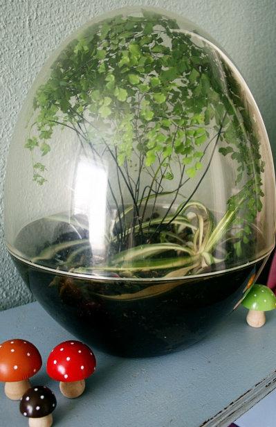 Terrariums by Madaline Sparks