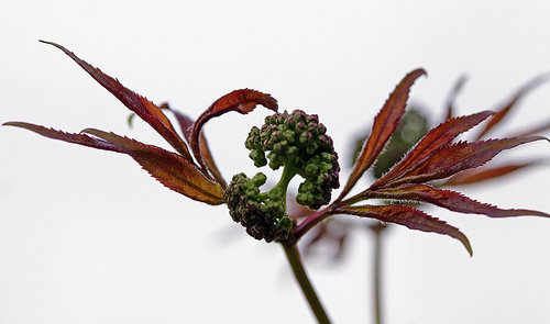 Elder Berries