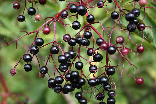 Berries