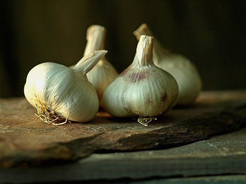 Garlic