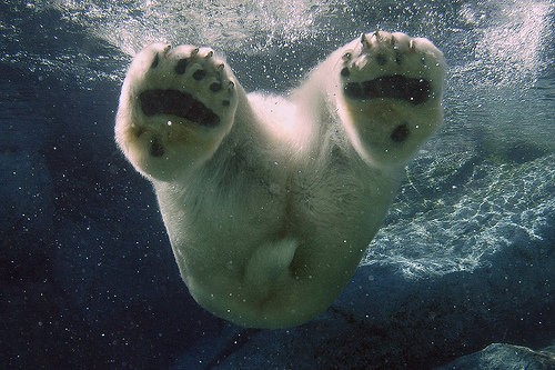 Polar Bear