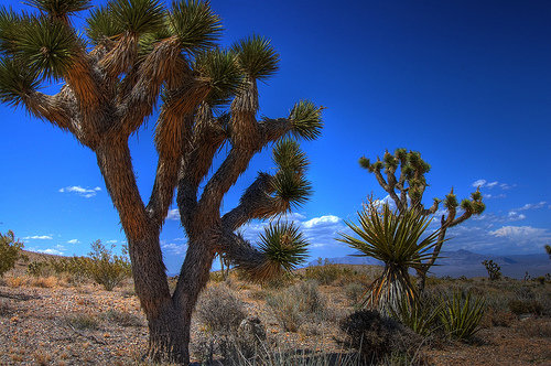 Mount Charleston