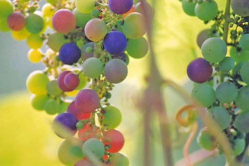 Grapes