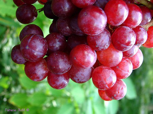 Grapes