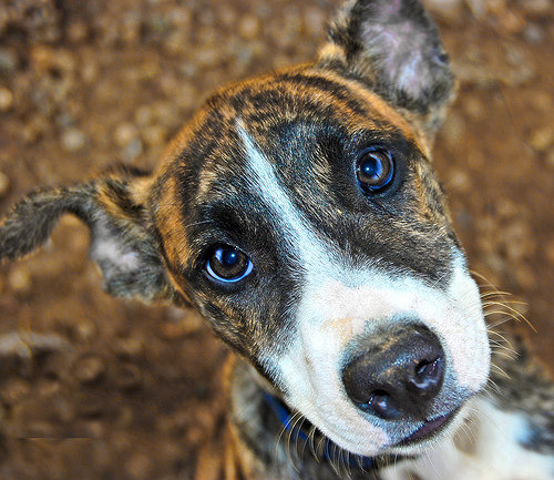 American Pitbull