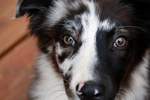 Australian Shepherd