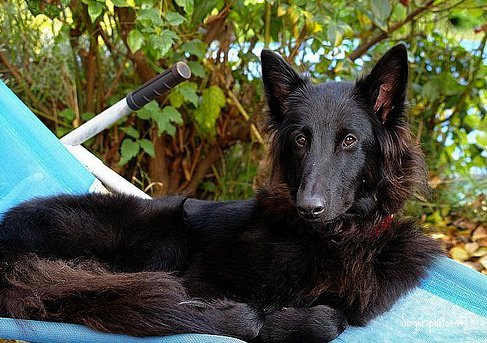 Belgian Sheepdog