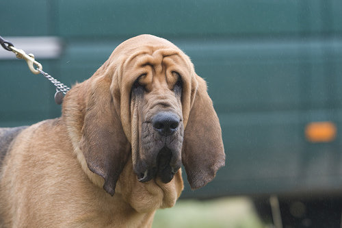 Bloodhounds