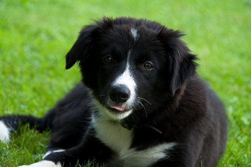 Border Collie