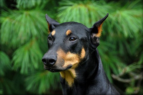 Doberman Pinscher