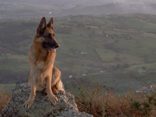 German Shepherd