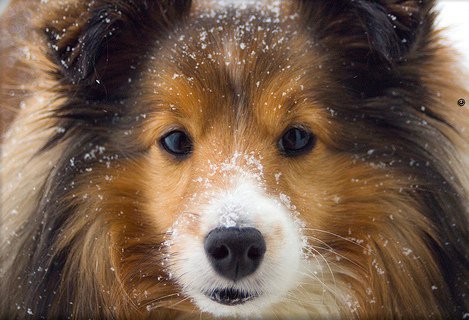 Shetland Sheepdog