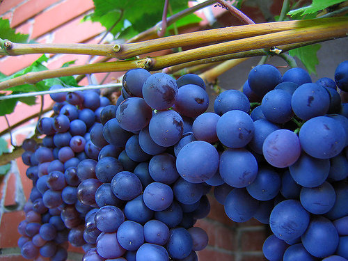 Grapes