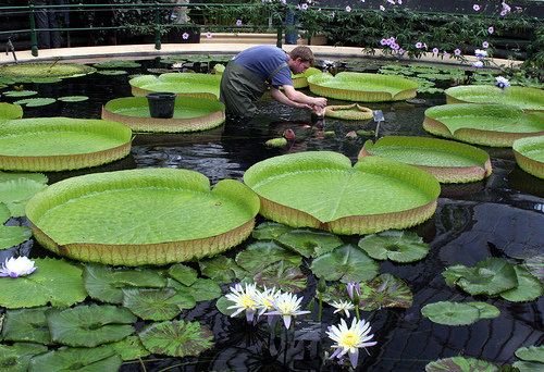 Kew Gardens, London