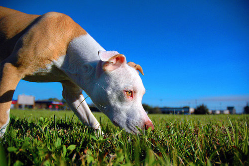 Don’t Forget about Sgt Stubby!