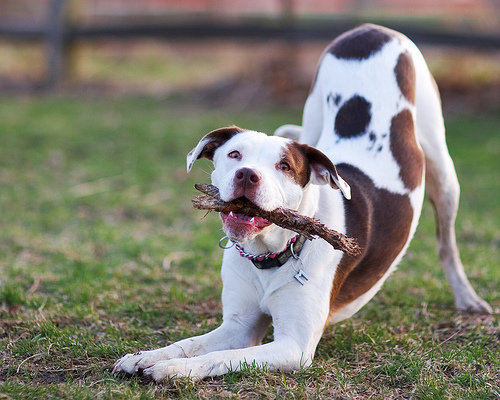 Not All Pit Bulls Are Human Aggressive