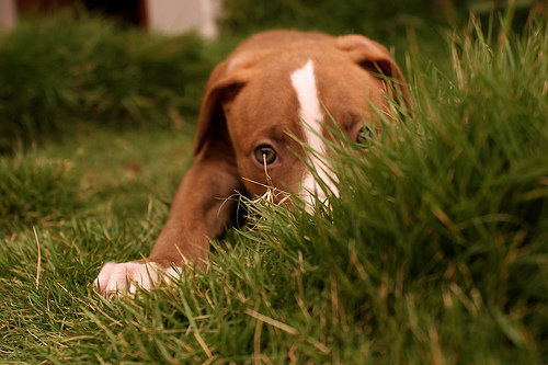 Pit Bulls Serve as Bomb and Narcotic Sniffing Dogs