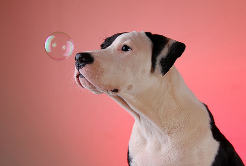 Pit Bulls Are Used as Therapy Dogs