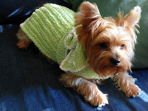 8 Ways to Dress up Your Dog or Cat ... Lifestyle