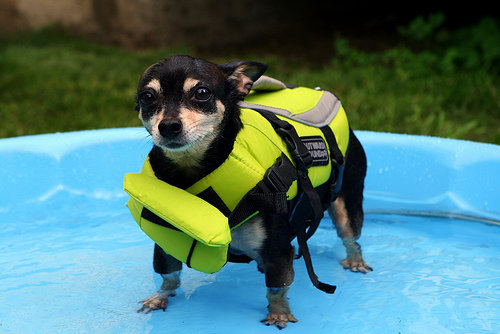 Pet Life Jackets and Vests