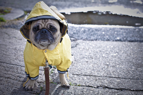 Pet Raincoat