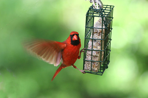 Keep a Bird Feeder