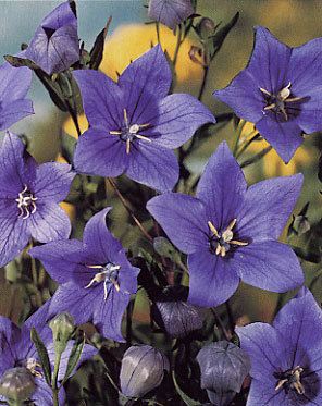 Balloon Flower