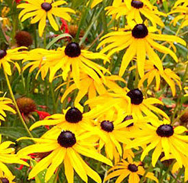 Black-eyed Susan