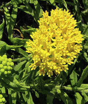 Butterfly Weed