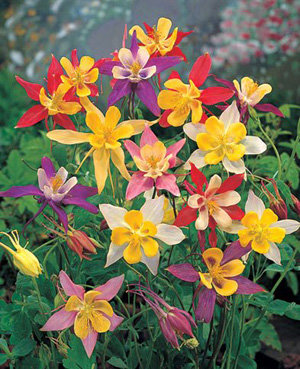 Columbine McKana Giants