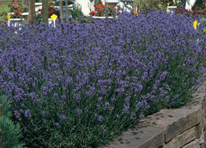 Lavender Munstead