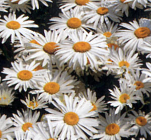 Shasta Daisies