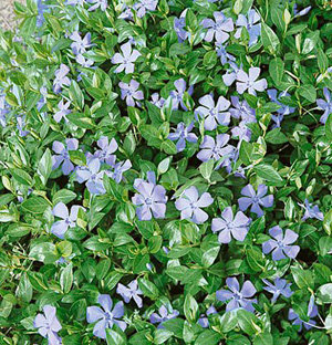 Vinca Minor