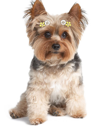 Juicy Couture Daisy Dog Barrettes