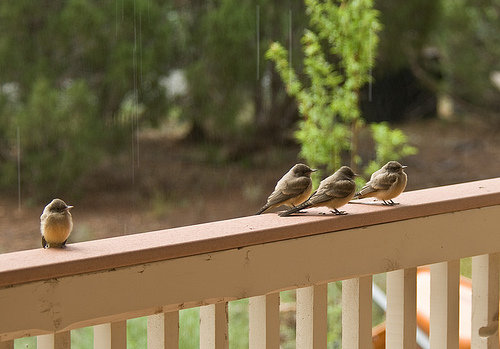 Sit on the Porch and Watch the Rain