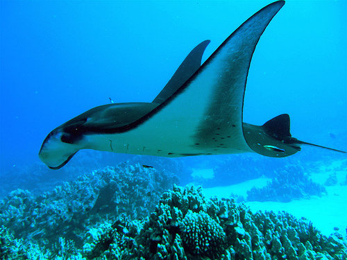 Tobago, Trinidad & Tobago