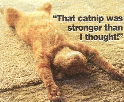 So I do a Little Catnip …