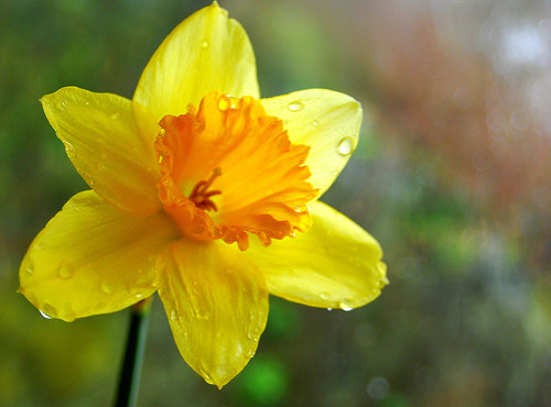 Daffodil