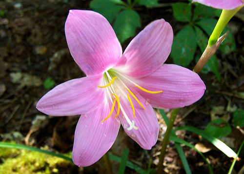 Fairy Lily