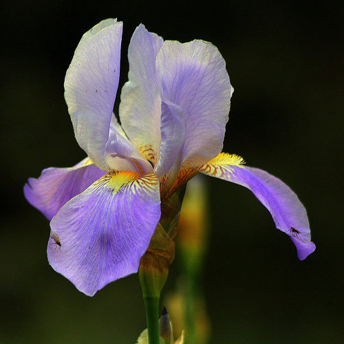 Iris