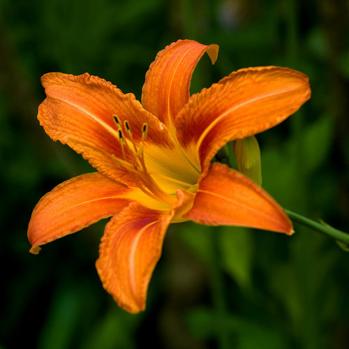 Orange Day Lily