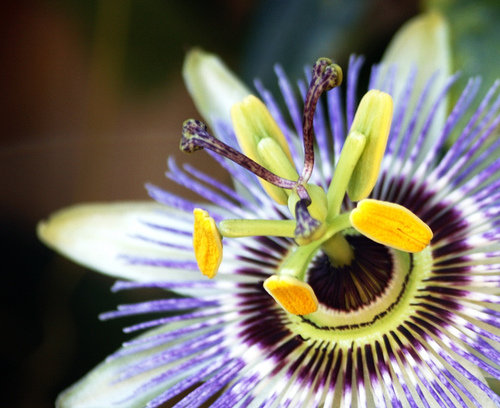 Passion Flower